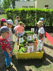 Uprawa przedszkolnego ogródka