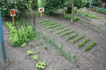 Nasz ogródek warzywny
