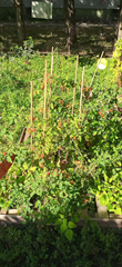 Ogródek warzywny - hodowla pomidorków koktajlowych