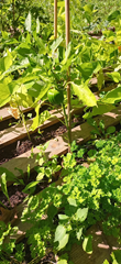 Ogródek warzywny - hodowla papryki