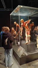 Wycieczka do Gdańska i wystawa Body Worlds Vital