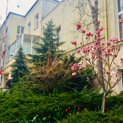 ...a wiosną kwitnie nasza magnolia!