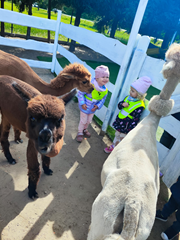 ,,Hałaśliwa zagroda"- spotkanie z alpakami.