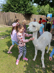 Wycieczka do Zagrody z Alpakami