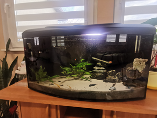 przedszkolne akwarium