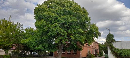 Pomnik przyrody - MARKO