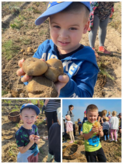 zbieramy ziemniaki-wykopki