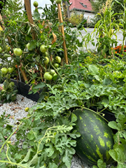 Uprawiamy warzywa i owoce