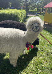 Wydarzenia szczególne - alpaki w ogrodzie przedszkolnym