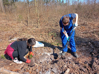 Prace technika architekta krajobrazu i arborystyki podczas wiosennych nasadzeń w lesie. 